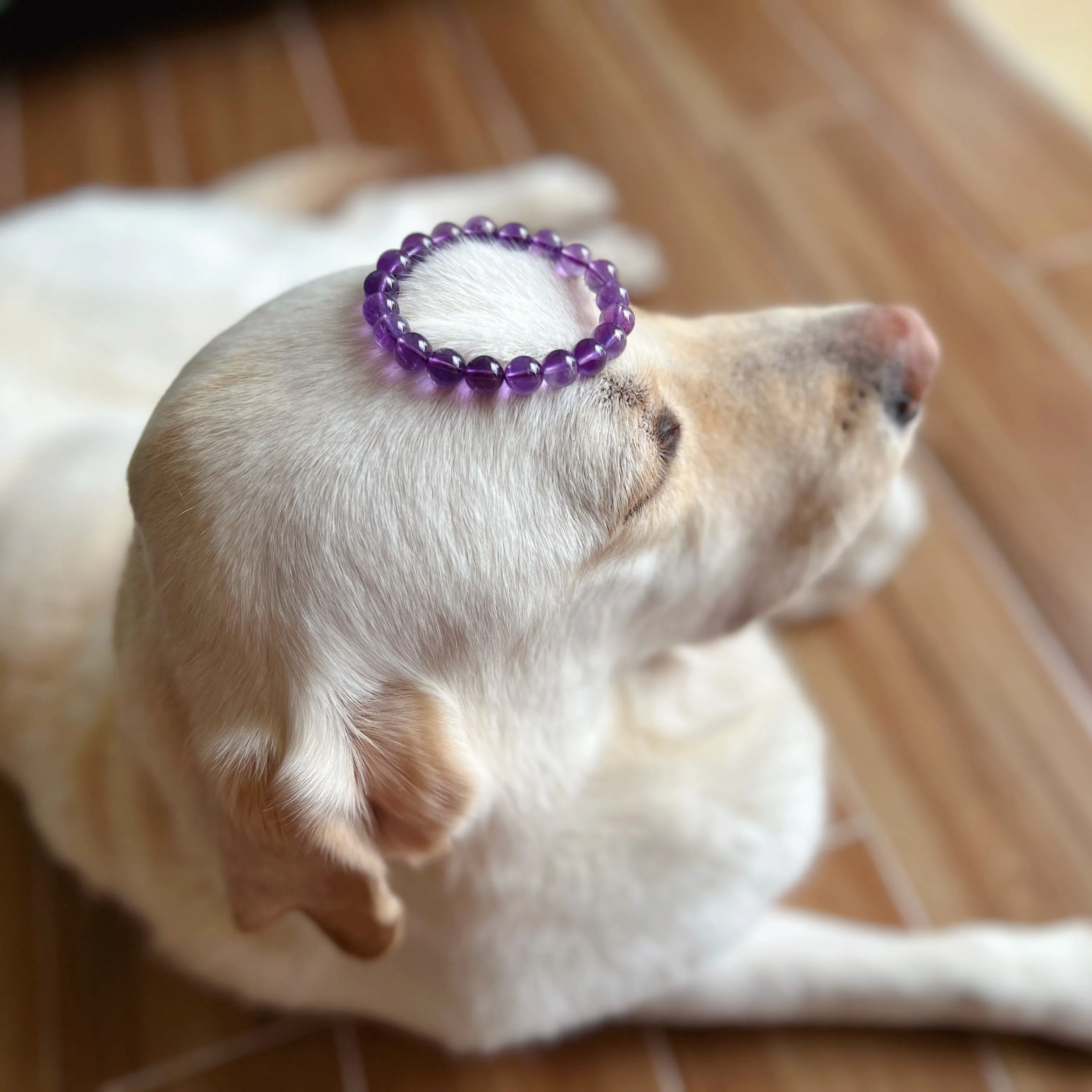 10mm Natural Amethyst Healing Crystal Bracelet | Crown Third Eye Chakra Reiki Healing | Uplift Brainwork